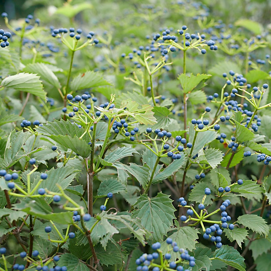 Viburnum Blue Muffin® Arrowwood