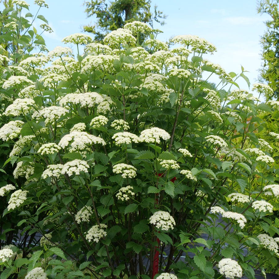 Viburnum Blue Muffin® Arrowwood