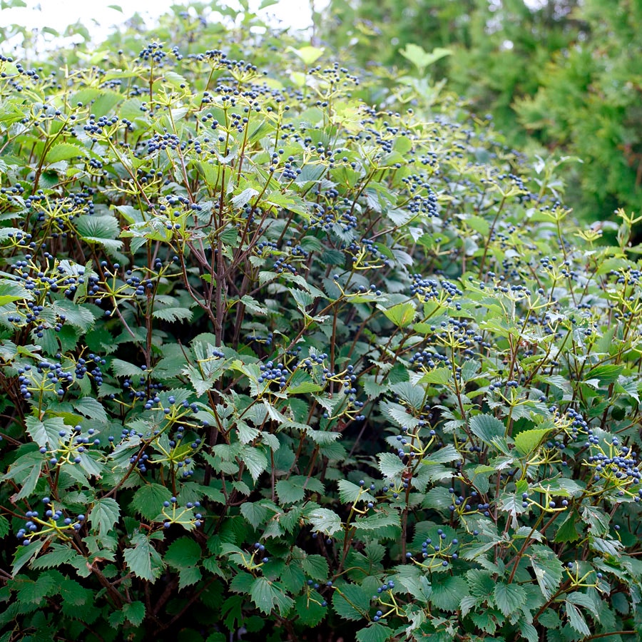 Viburnum Blue Muffin® Arrowwood