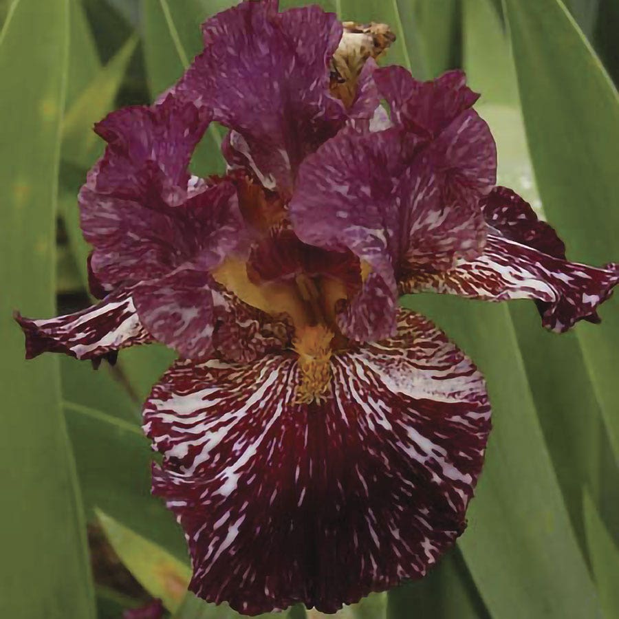 Iris Chocolate Moose Bearded Iris