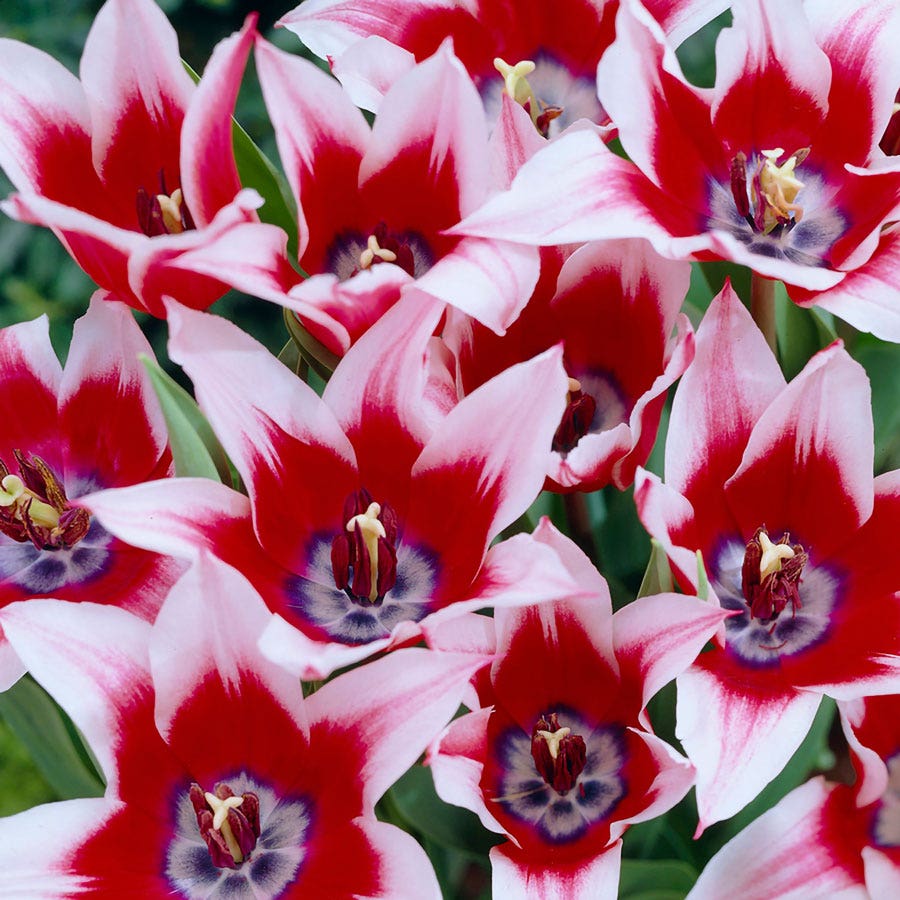 Tulipa Akita Tulip Bulbs