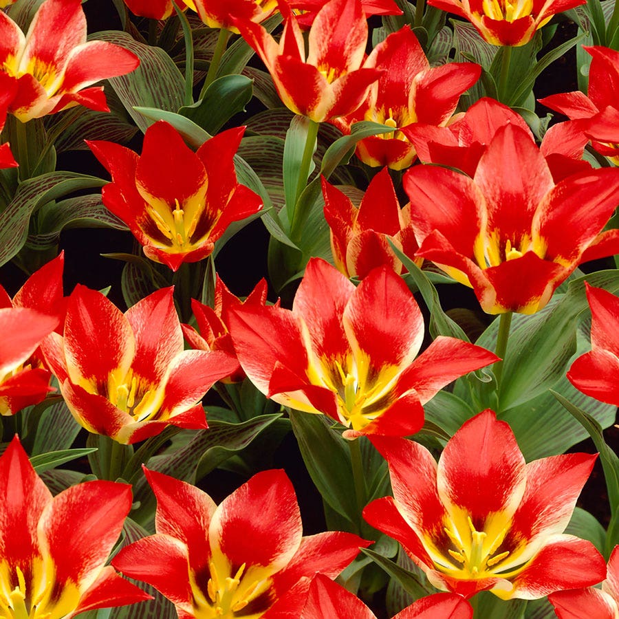 Tulipa Plaisir Tulip Bulbs