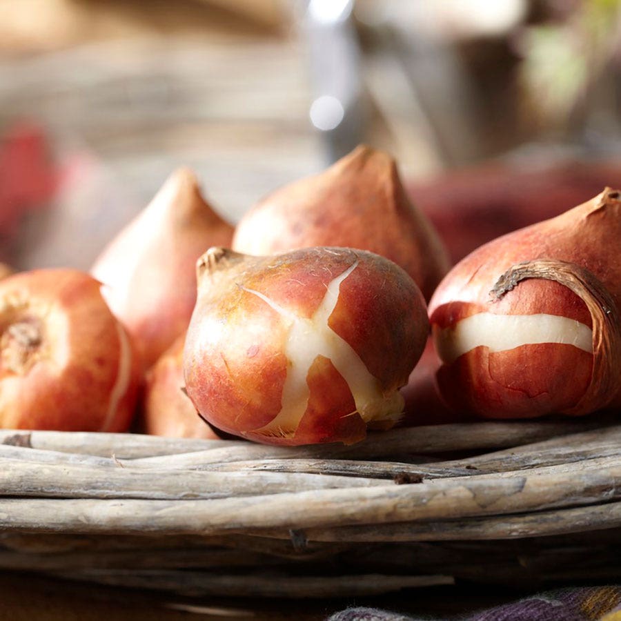 Tulipa Plaisir Tulip Bulbs