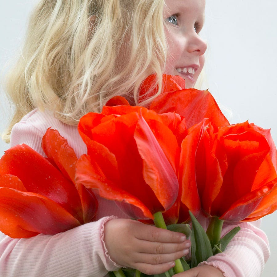 Tulipa Casa Grande Tulip Bulbs