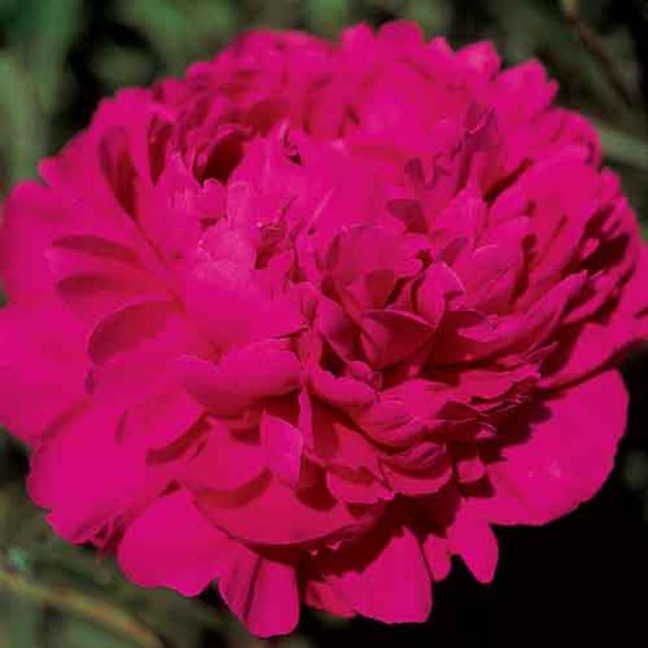 'Kansas' Peony