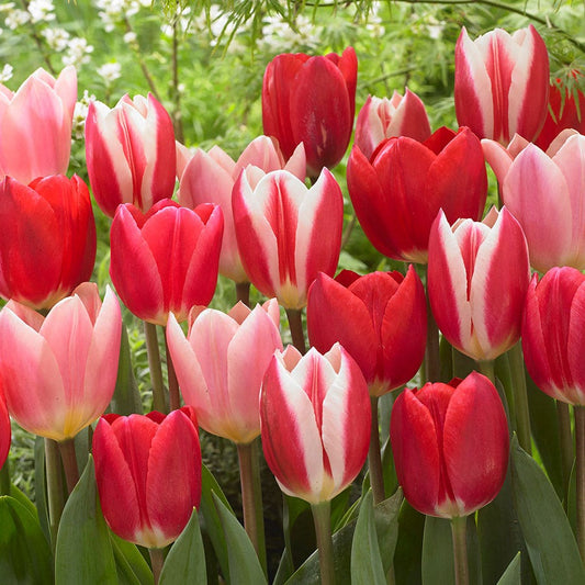 Tulipa Candy Striper Blend Tulip Bulbs