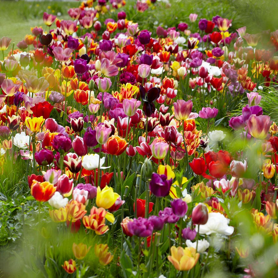 tulip flower tulip seeds Tulipa Economy Medley Mix Tulip Bulbs – Park Seed
