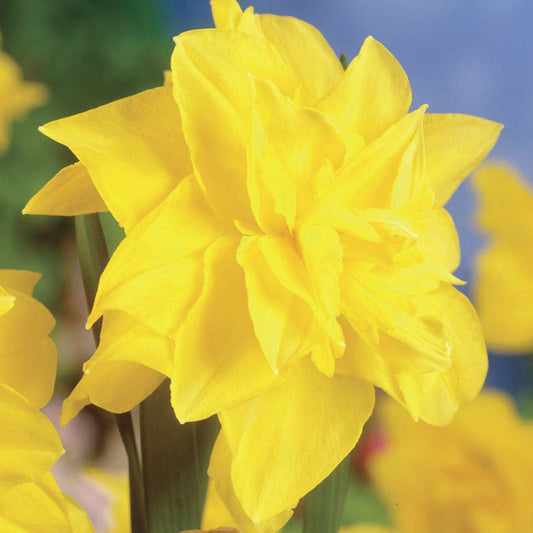 Narcissus Golden Ducat Daffodil Bulbs