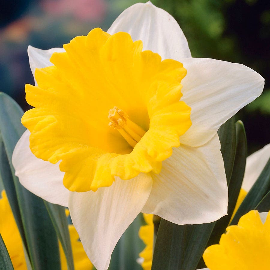 narcissus flower seeds Narcissus Goblet Daffodil Bulbs