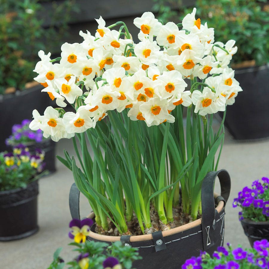 Narcissus Geranium Daffodil Bulbs