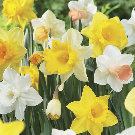 Narcissus Naturalizing Dream Mix Daffodil Bulbs
