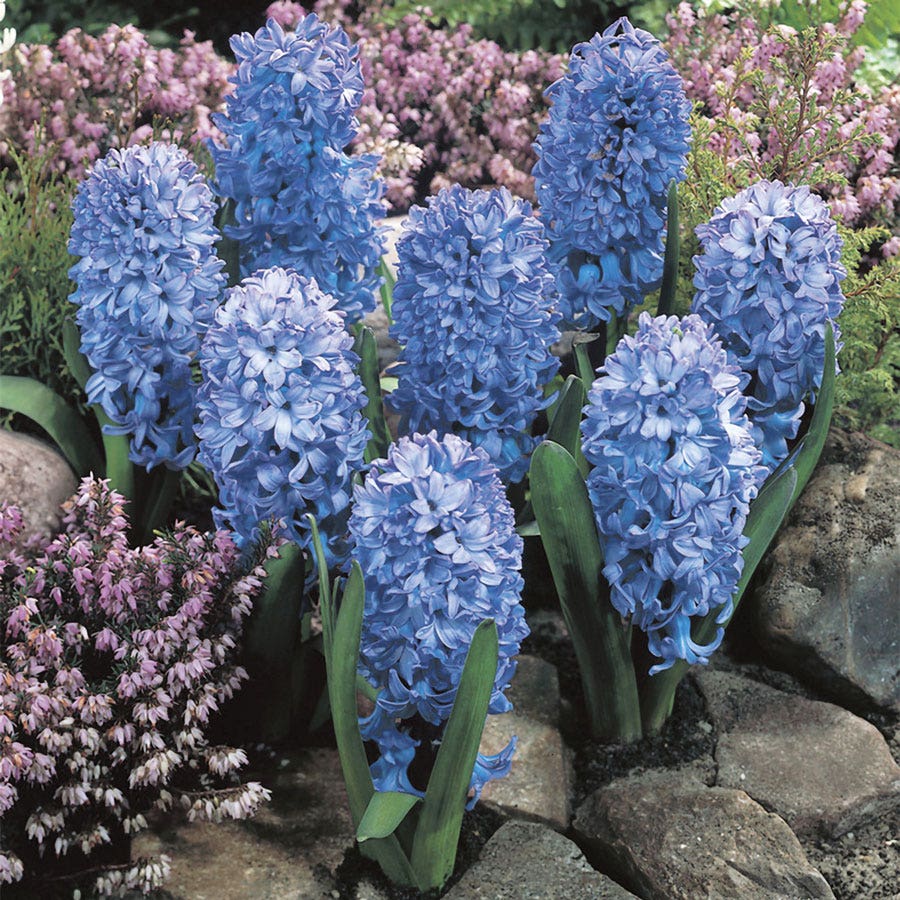 blue hyacinth house plant Hyacinthus Fragrant Baby Blue Hyacinth Bulbs