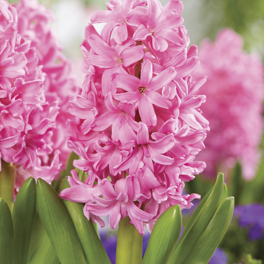 Hyacinthus Pink Pearl Hyacinth Bulbs