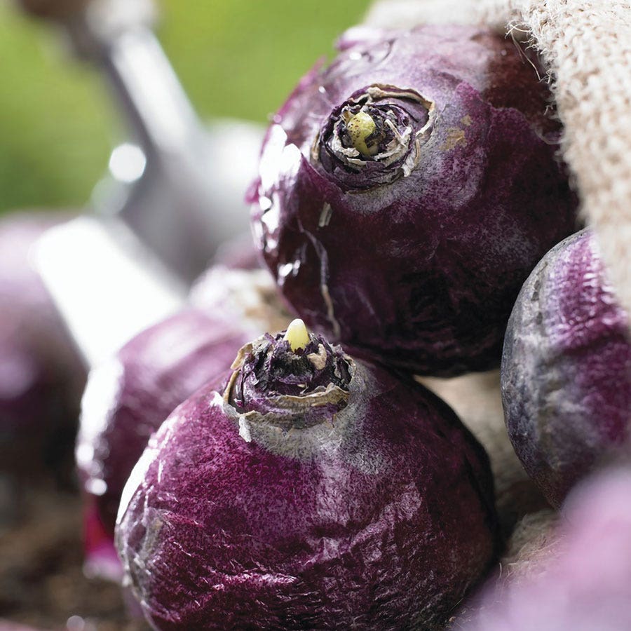 Hyacinthus Pink Pearl Hyacinth Bulbs