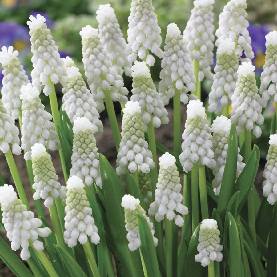 planting muscari seeds Muscari Siberian Tiger® Grape Hyacinth Bulbs