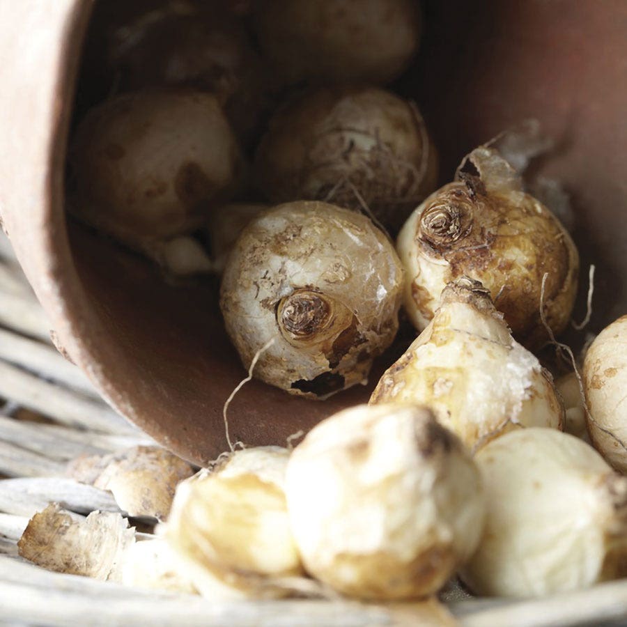 Muscari Siberian Tiger® Grape Hyacinth Bulbs