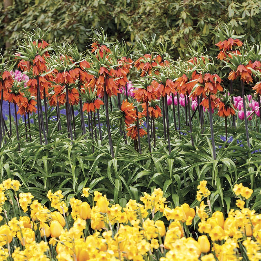 Fritillaria 'Rubra' Crown Imperial Bulbs