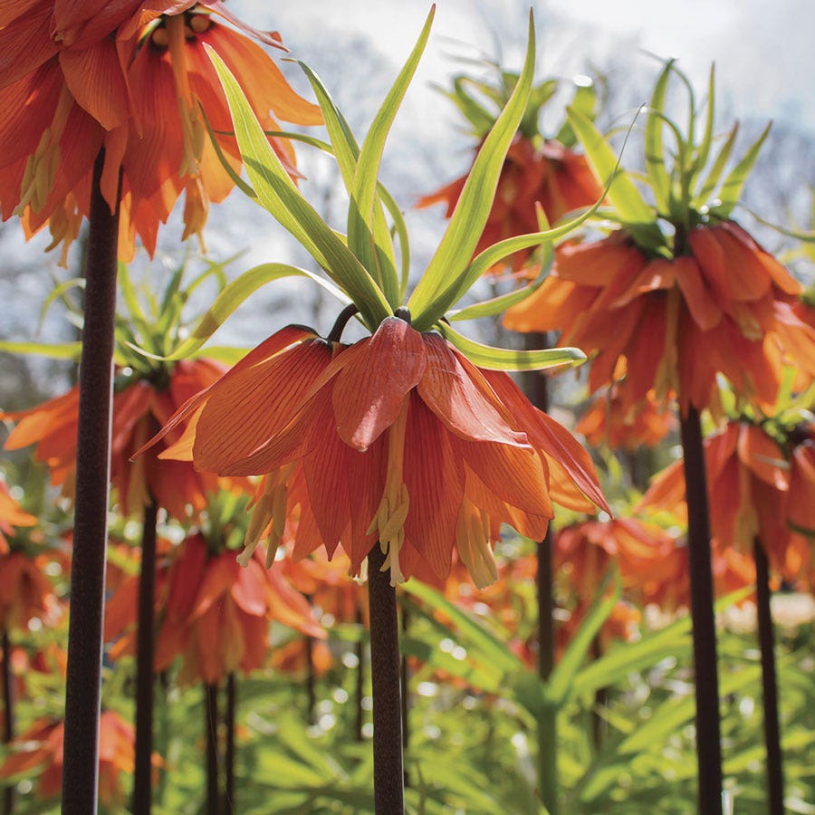 Fritillaria 'Rubra' Crown Imperial Bulbs
