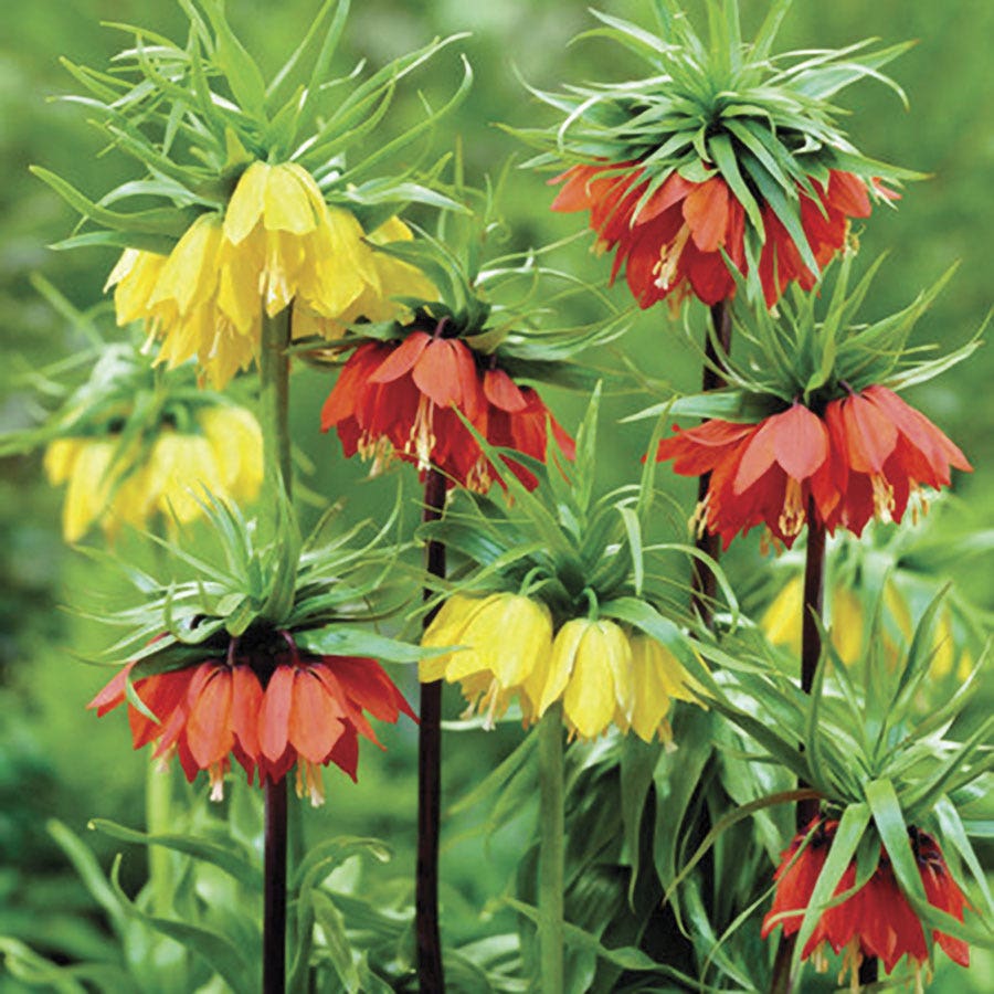 planting fritillaria seeds Fritillaria Blend Crown Imperial Bulbs