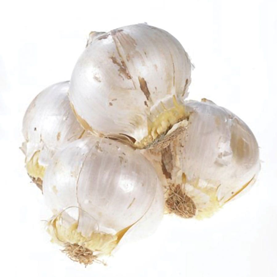Allium Nevskianum Ornamental Onion Bulbs