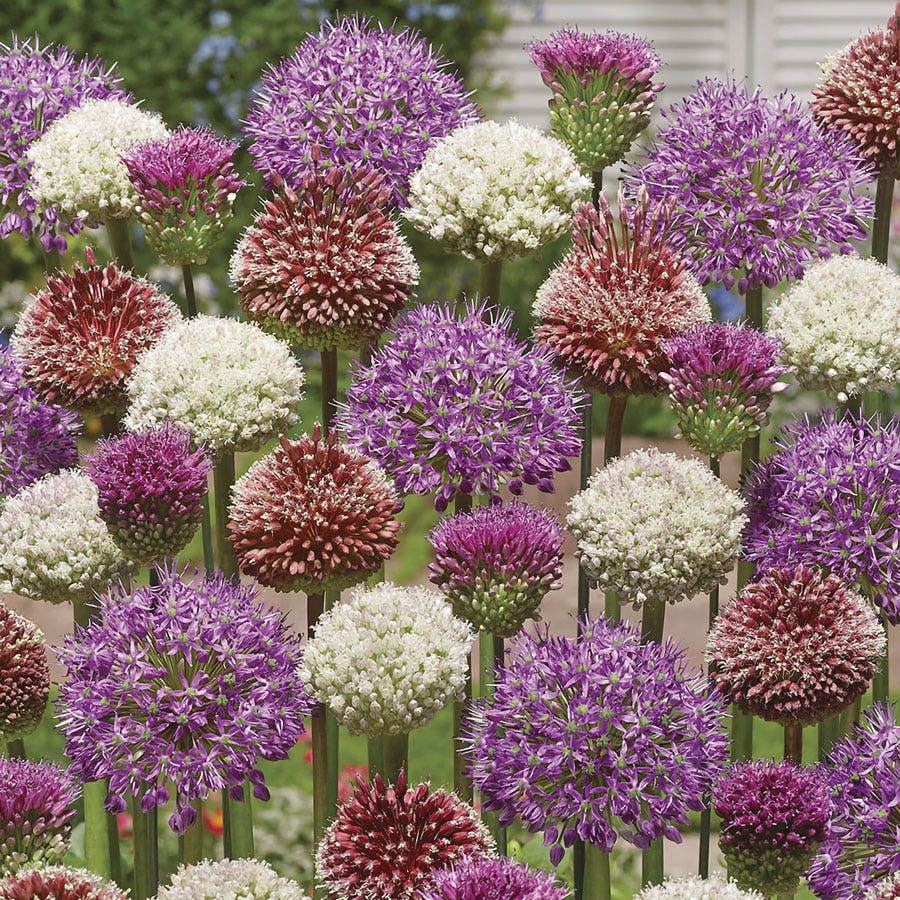 Allium Collectors Blend Ornamental Onion Bulbs