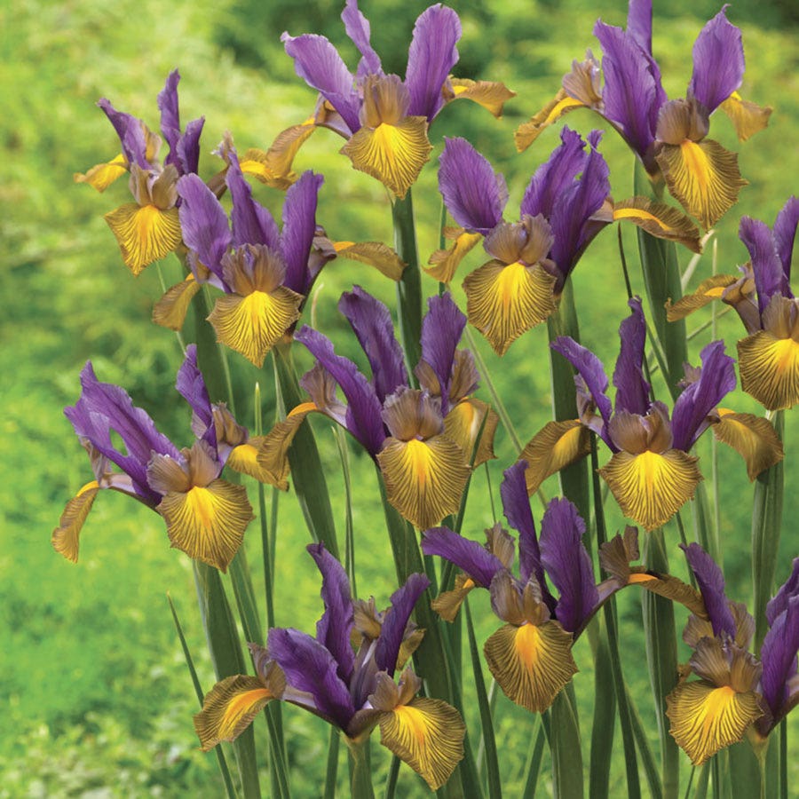 Iris Picasso Dutch Iris Bulbs