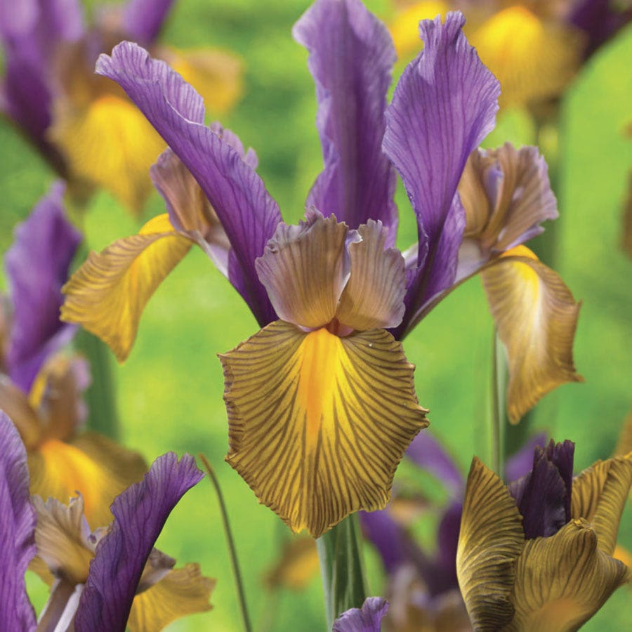 Iris Picasso Dutch Iris Bulbs