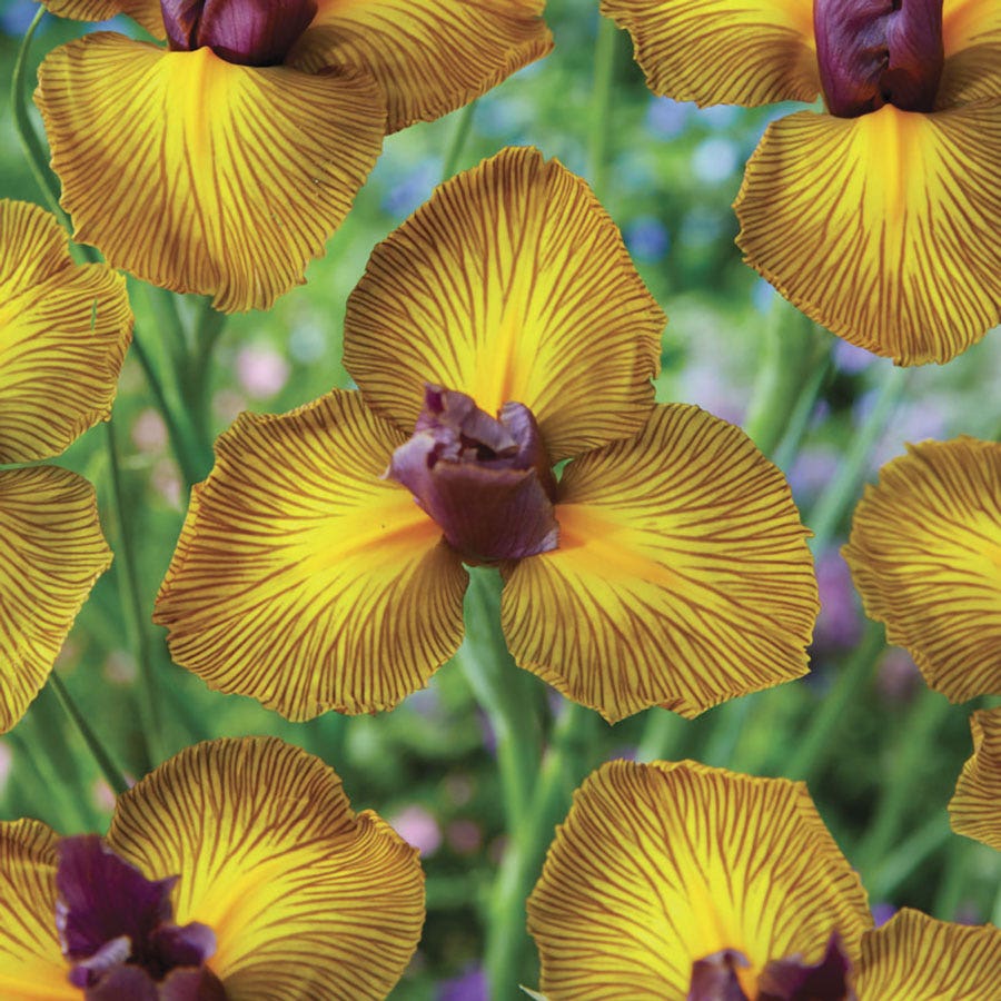 Iris Picasso Dutch Iris Bulbs