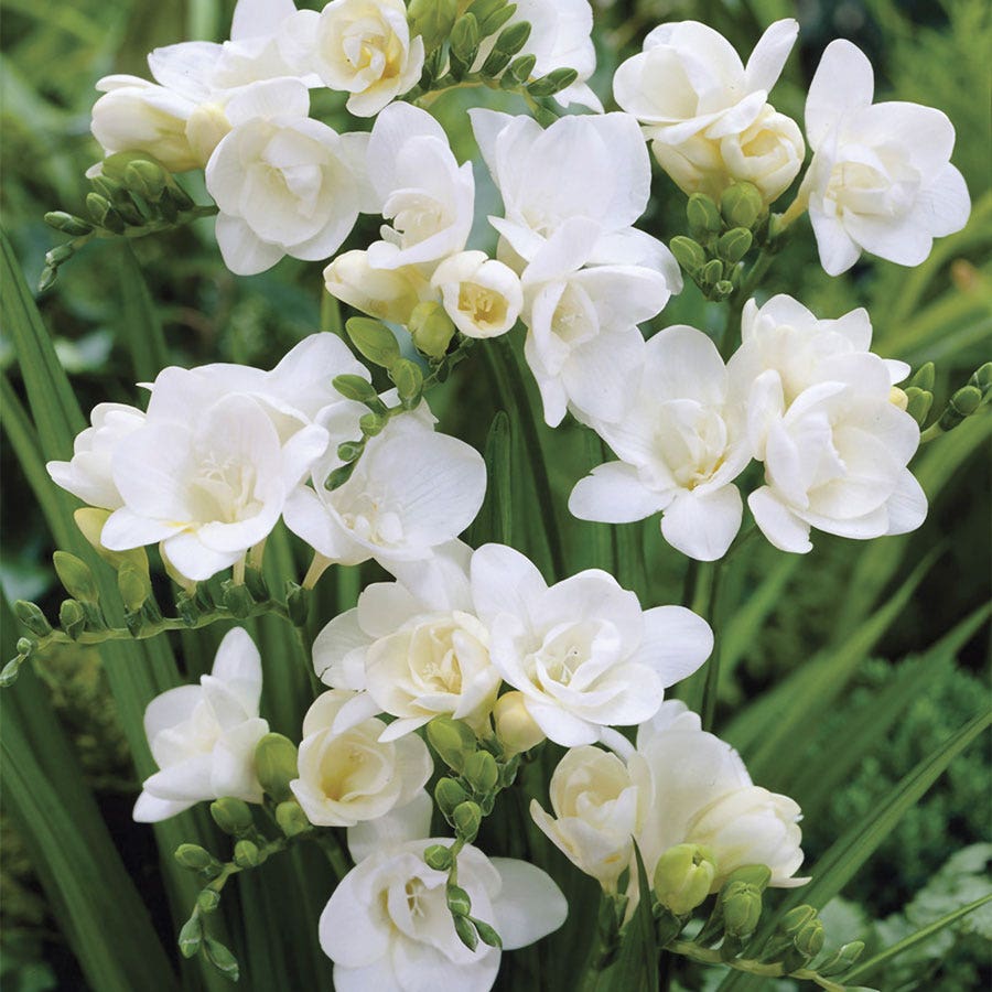 planting freesia seeds Freesia Double Blooming White Bulbs