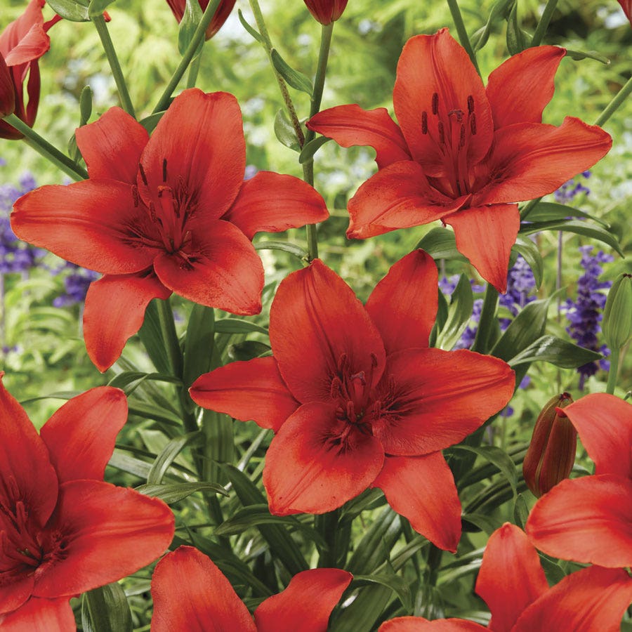 Lilium Red Highland Asiatic Lily Bulbs