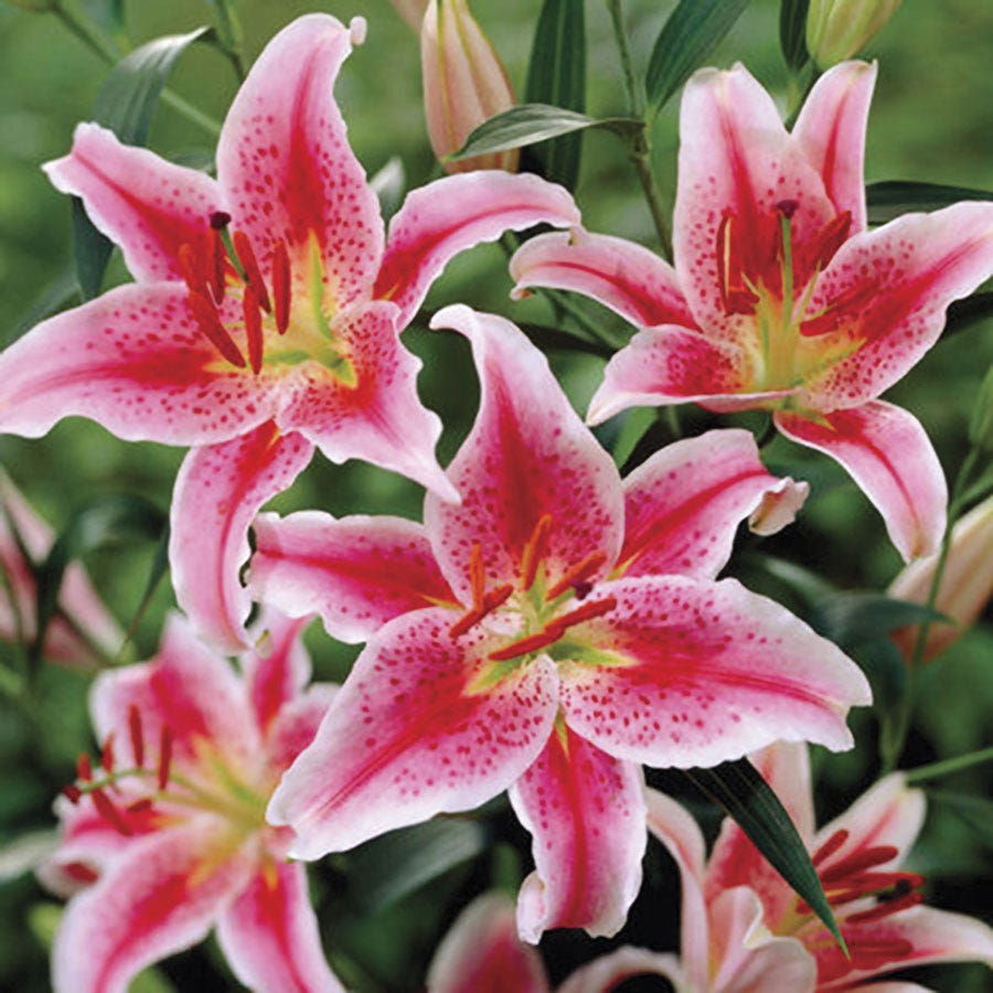 white stargazer lily bulbs Lilium Stargazer Oriental Lily Bulbs