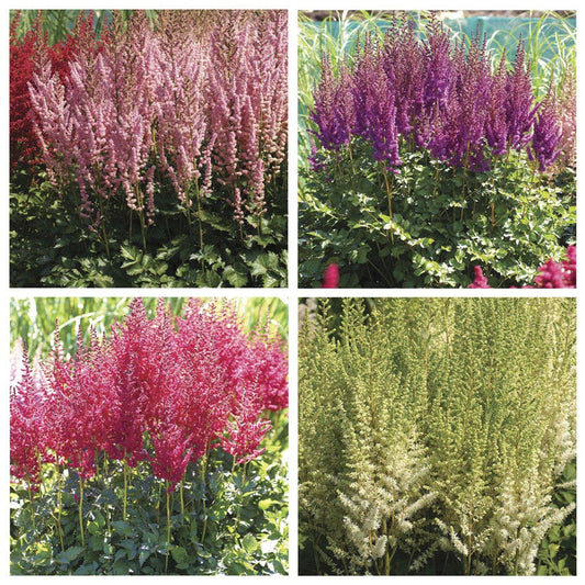 Astilbe Top Choice Cake Mix False Spirea