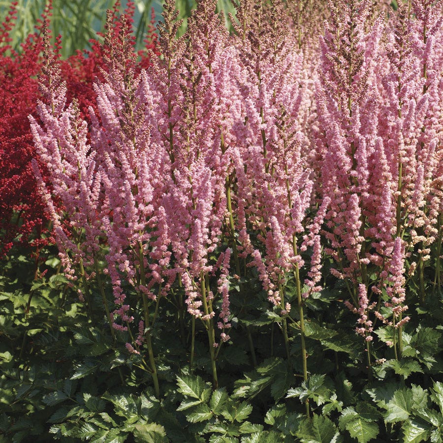 Astilbe Top Choice Cake Mix False Spirea