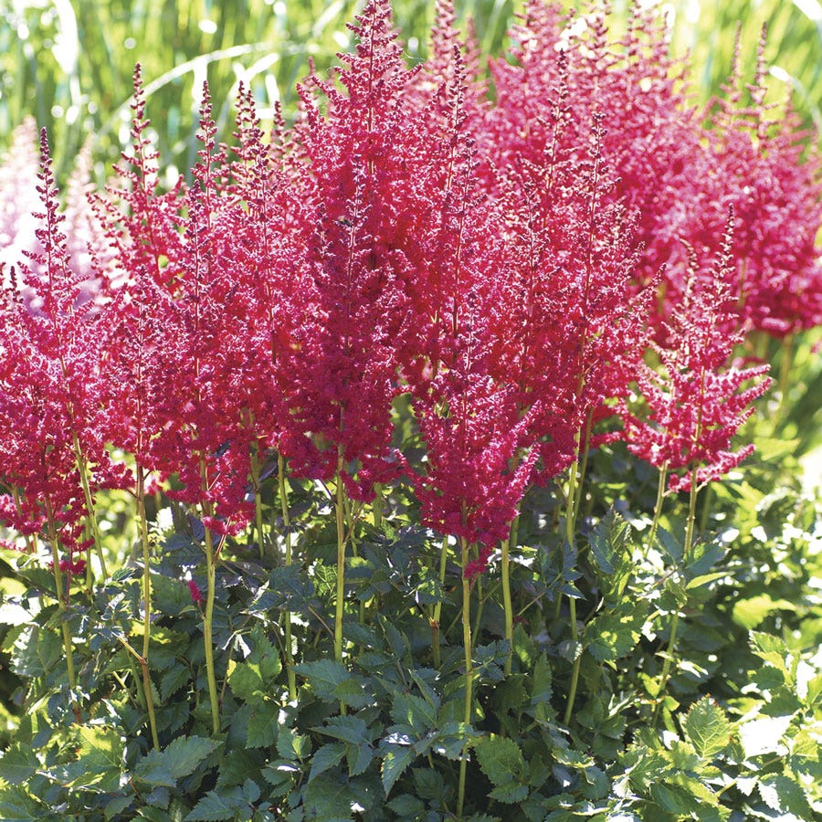 Astilbe Top Choice Cake Mix False Spirea