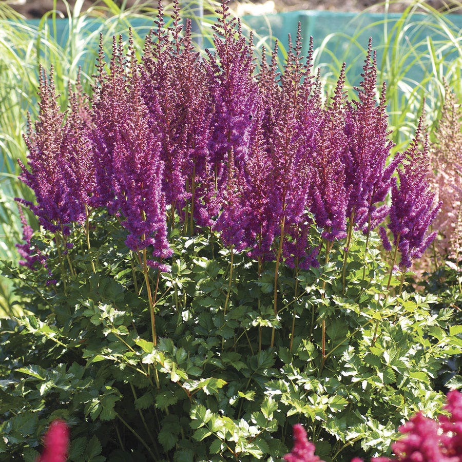 Astilbe Top Choice Cake Mix False Spirea