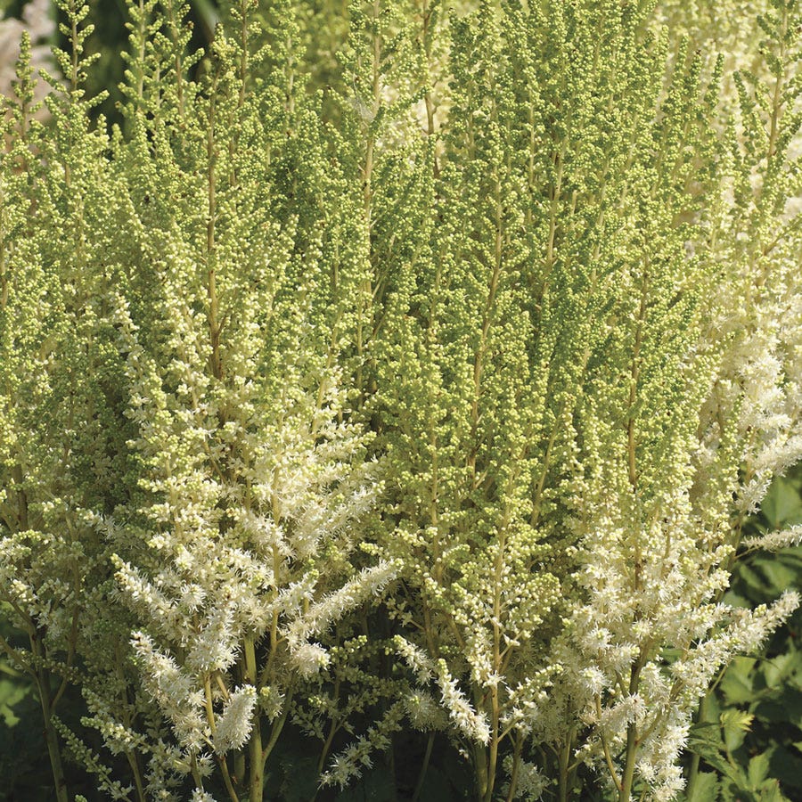 Astilbe Top Choice Cake Mix False Spirea