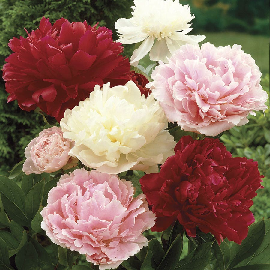 where to buy peony flower seeds Paeonia Mixed Varieties Peony