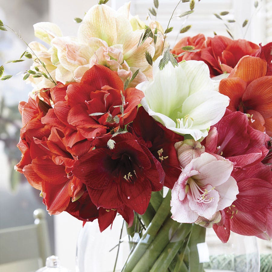 amarillo flower seeds Garden Mix Amaryllis Bulbs