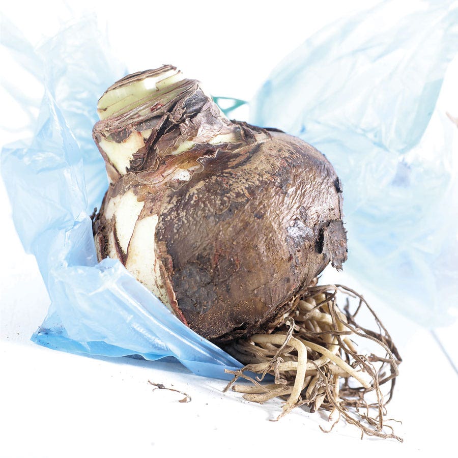 Exotic Collector's Edition Amaryllis Bulbs