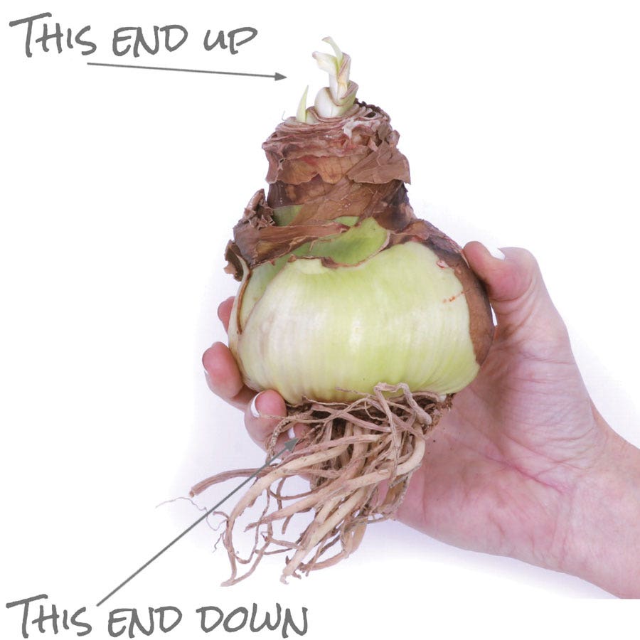 Exotic Collector's Edition Amaryllis Bulbs