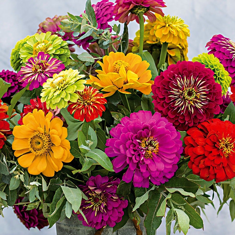 Park's Picks Zinnia Seed Collection