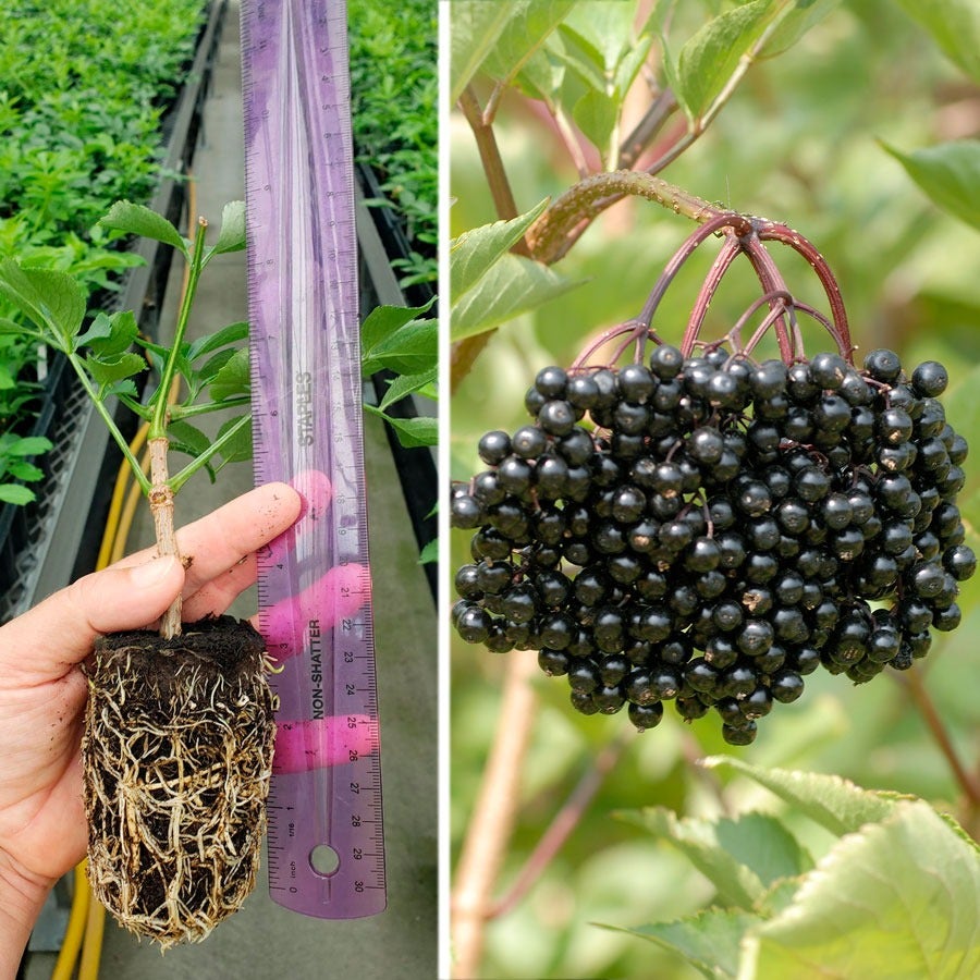 elderberry seeds planting Sambucus Elderberry Easy Fruit Kit