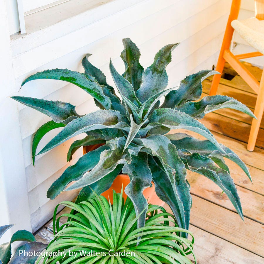 mangave plant care indoor Mangave Art & Sol® 'Catch a Wave' – Park Seed
