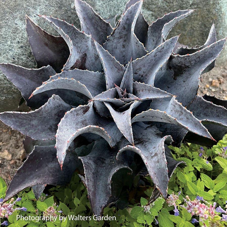 mangave plant indoors Mangave Art & Sol® 'Night Owl' – Park Seed
