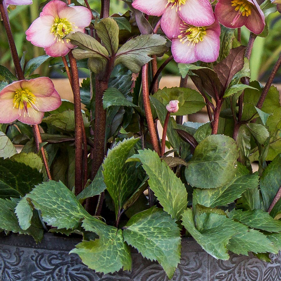 Helleborus Frostkiss® Cheryl's Shine®