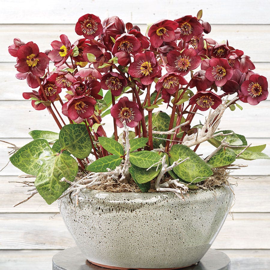 Helleborus Frostkiss® Vibey Velvet™