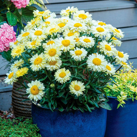 Leucanthemum Realflor® 'Real Solar' Shasta Daisy