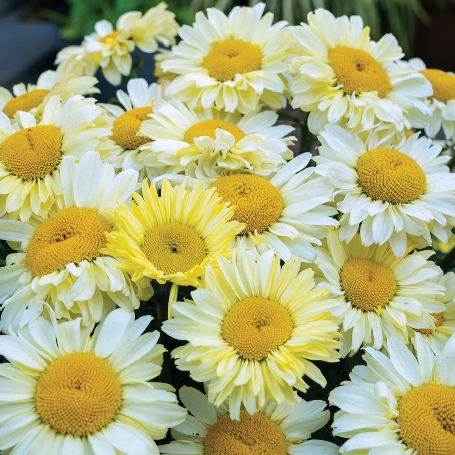 Leucanthemum Realflor® 'Real Solar' Shasta Daisy