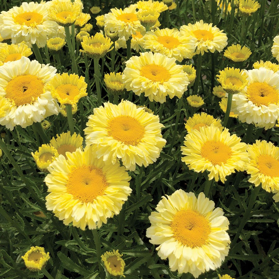 Leucanthemum Realflor® 'Real Goldcup' Shasta Daisy