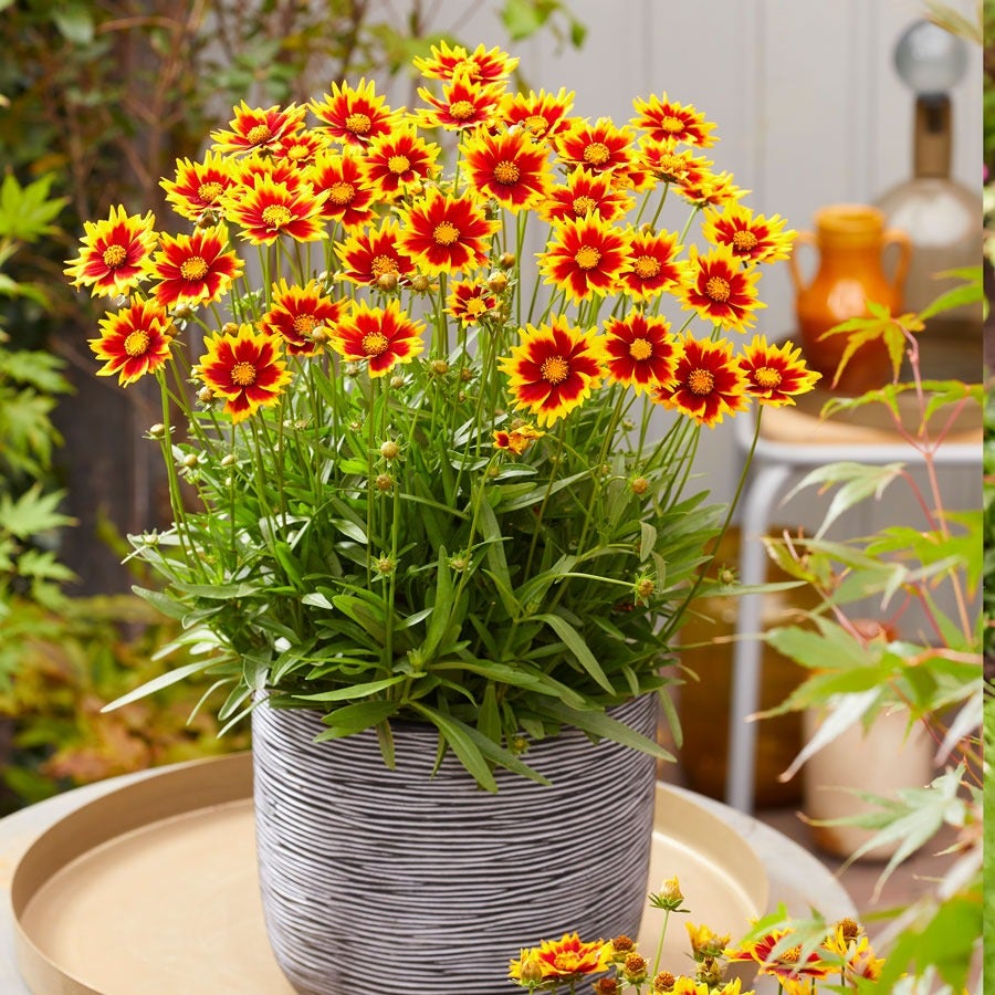 can you plant tickseed in pots Coreopsis Solar Jewel Tickseed